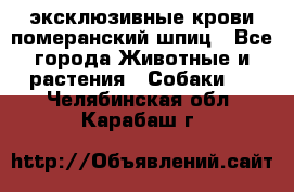 эксклюзивные крови-померанский шпиц - Все города Животные и растения » Собаки   . Челябинская обл.,Карабаш г.